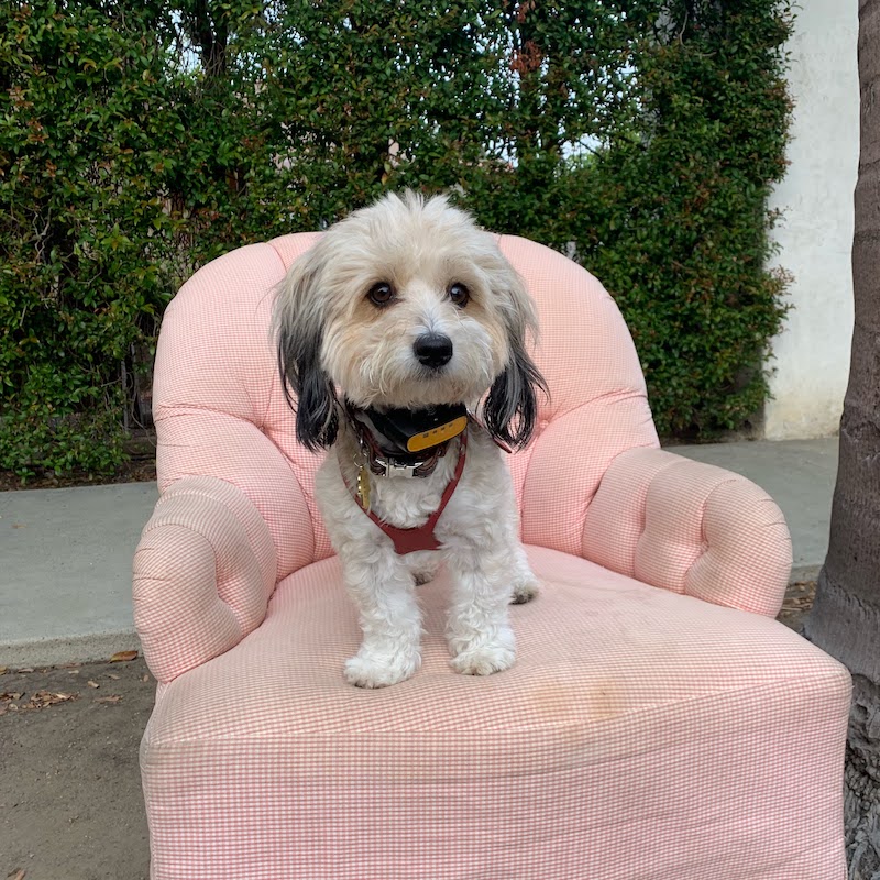 dog on an armchair
